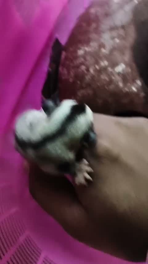 Sugar Glider | Grey, farm video