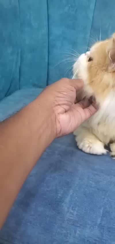 Persian, farm video