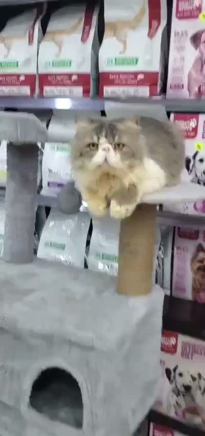 Persian, farm video