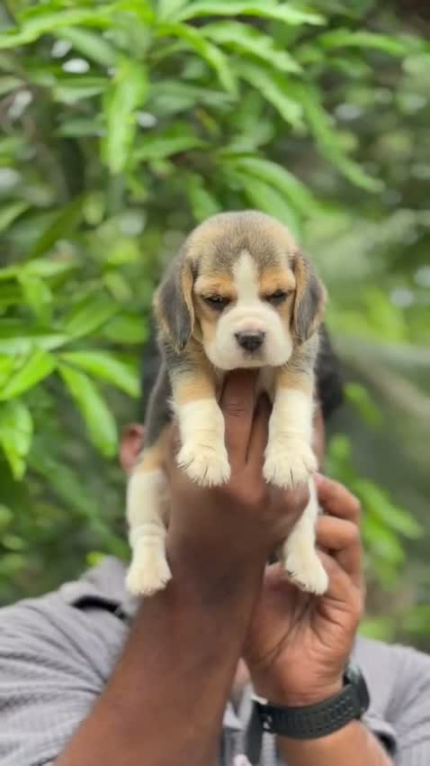 Beagle Black & Tan Puppy, farm video