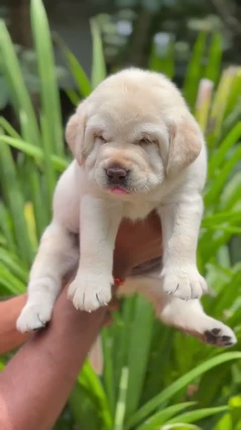 Beagle Black & Tan Puppy, farm video