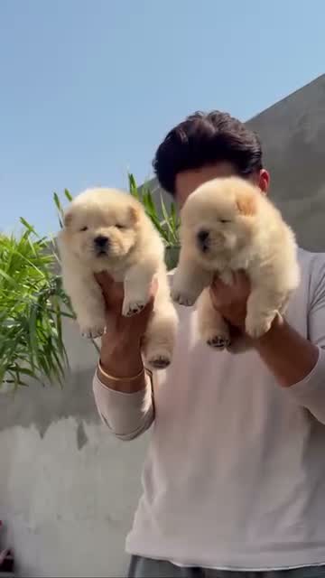Chow Chow Puppies, farm video