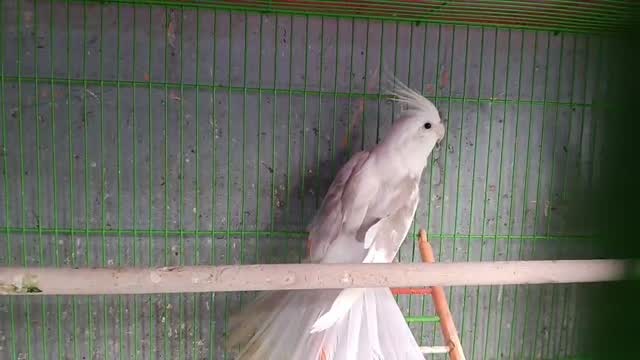 Cockatiel, farm video