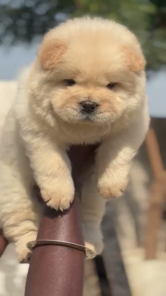 Chow Chow Puppies, farm video