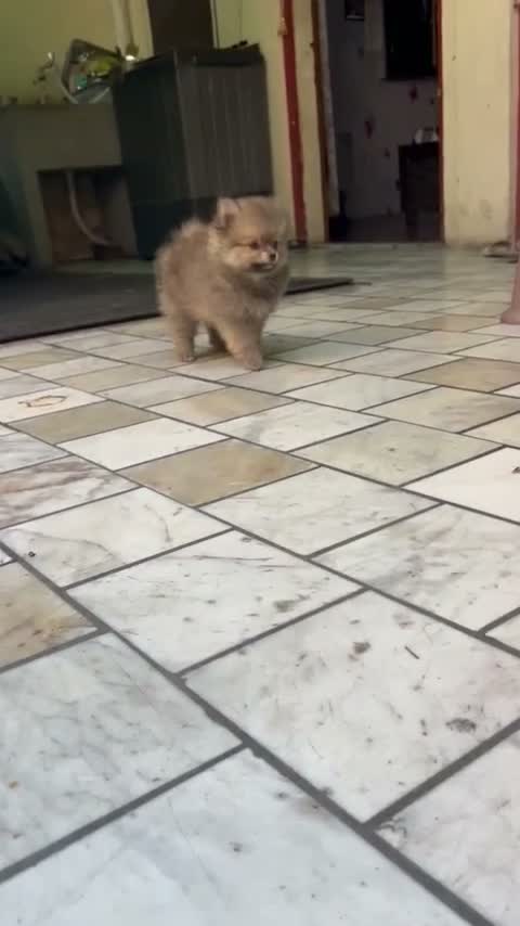 Pomeranian Puppy, farm video
