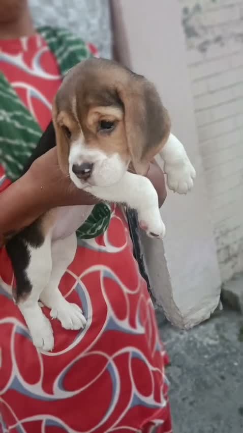 Beagle Black & Tan Puppy, farm video