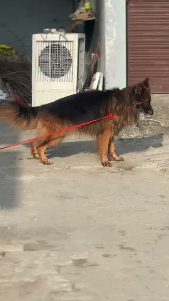 German Shepherd Puppy, farm video