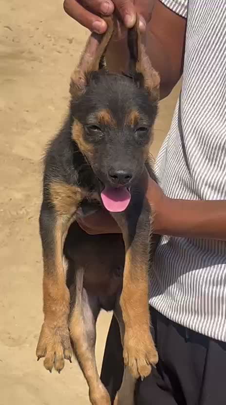German Shepherd Puppy, farm video