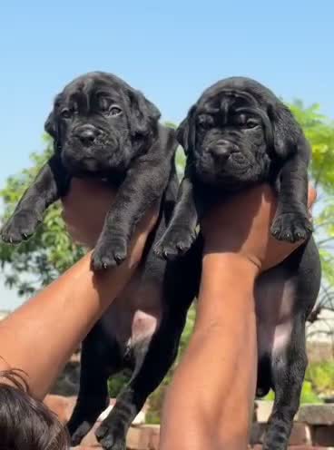 Cane Corso Puppy, farm video