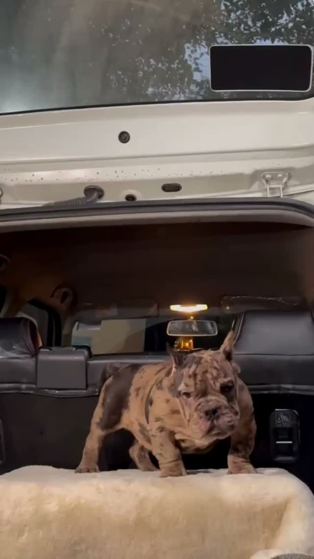American Bully Pocket Size Puppy, farm video