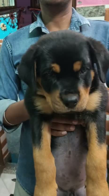 Rottweiler Puppy, farm video