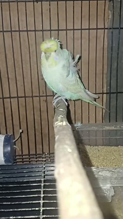 Homer Pigeon, farm video