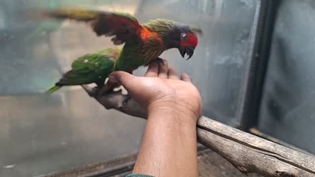 Chattering Lorikeet, farm video