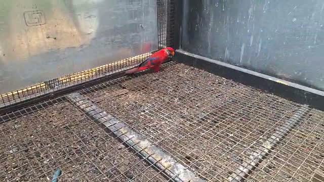 Chattering Lorikeet, farm video