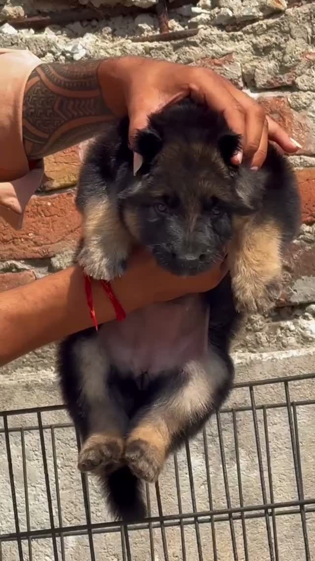 German Shepherd Puppy, farm video