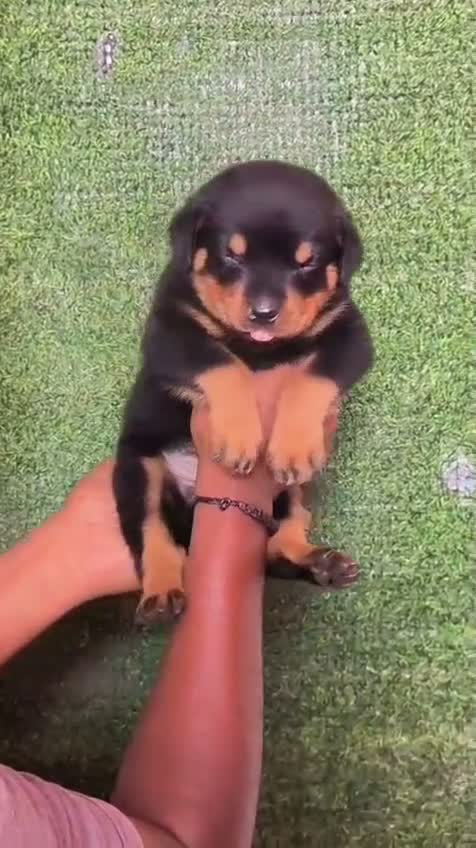 Rottweiler Puppy, farm video