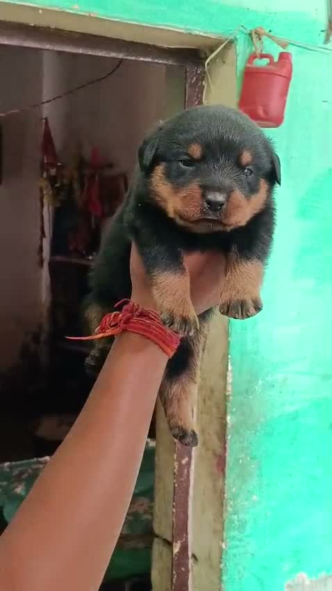 Rottweiler Puppy, farm video