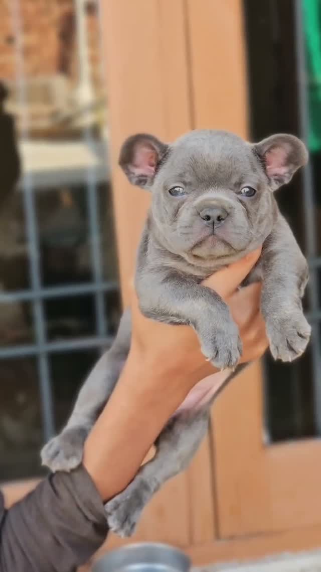 French Bulldog Puppy, farm video