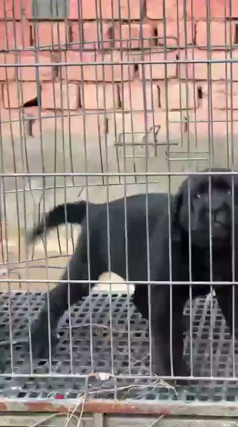 Beagle Black & Tan Puppy, farm video