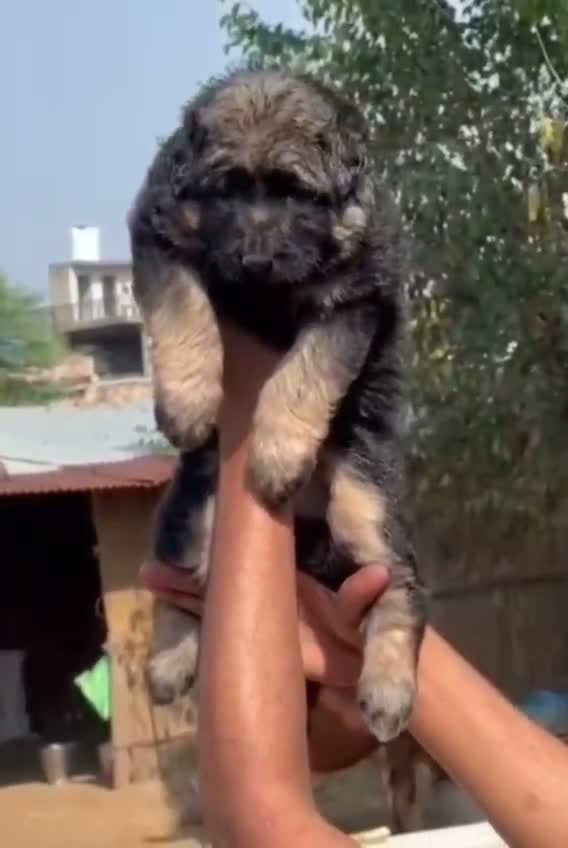 German Shepherd Puppy, farm video