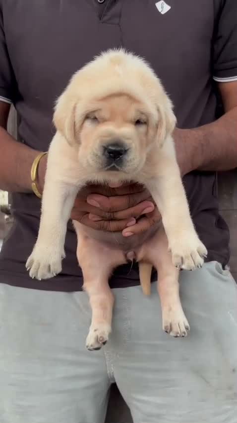 Beagle Black & Tan Puppy, farm video