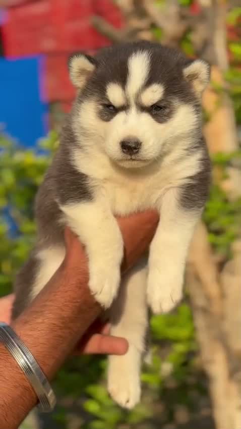 Siberian Husky Puppy | Black & White Color, farm video