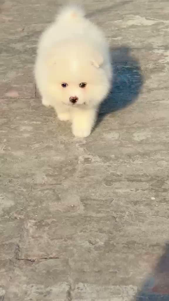 Pomeranian Puppy, farm video