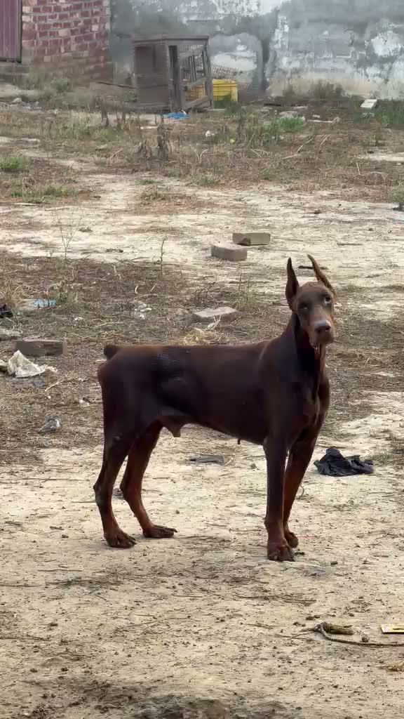 Doberman Pinscher Puppy | Brown & Tan, farm video