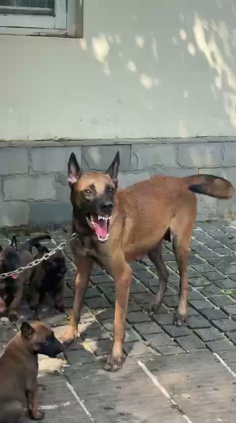 Belgian Malinois Puppy, farm video