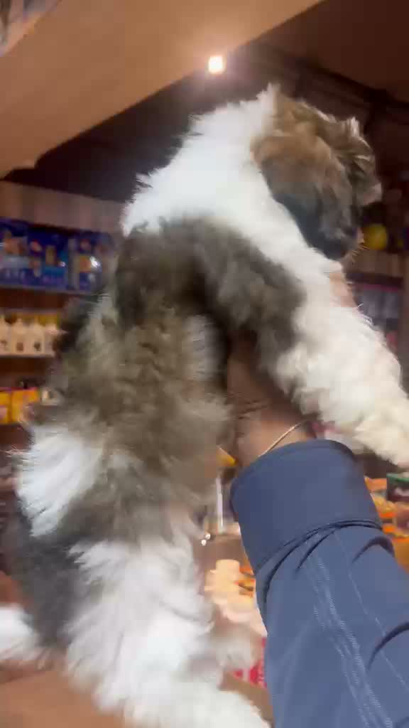 Shih Tzu | Black Color, farm video