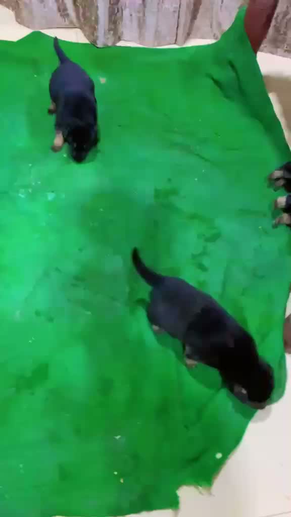 German Shepherd Puppy, farm video