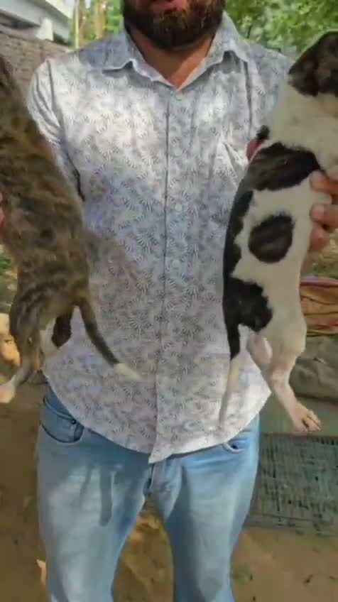 American Bully Pocket Size Puppy, farm video