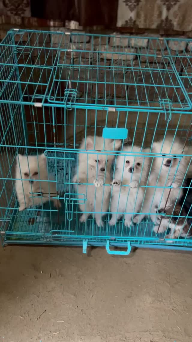 Toy Poodle Puppy, farm video