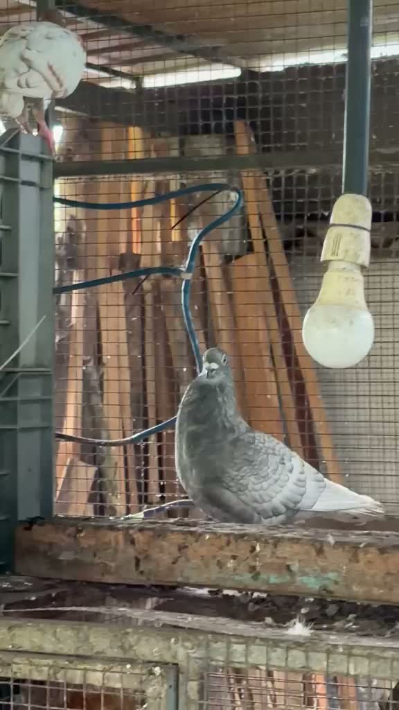 Homer Pigeon, farm video
