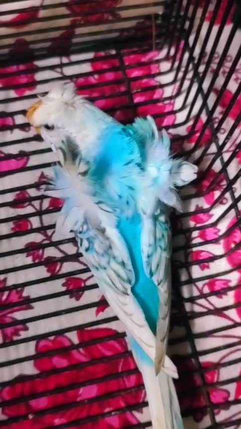 Budgies | Fallow, farm video