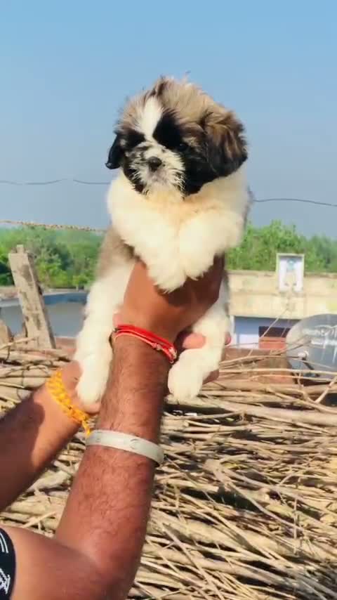 Shih Tzu | Black Color, farm video