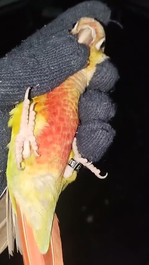 Pineapple Headed Conure, farm video