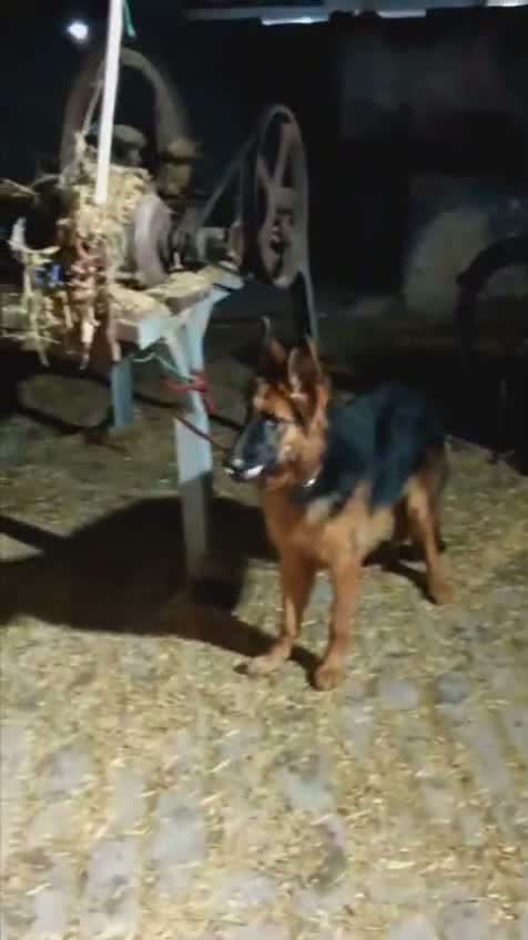 German Shepherd Puppy, farm video