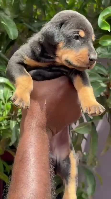Doberman Pinscher Puppy, farm video
