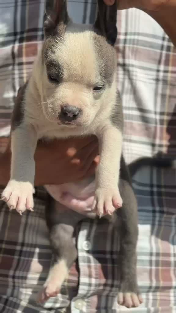 American Bully XXL Size Puppy, farm video
