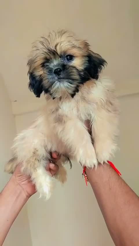 Shih Tzu | Black Color, farm video