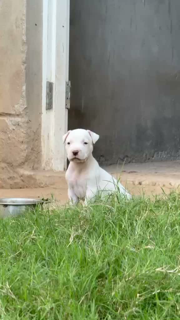 Dogo Argentino Puppy, farm video