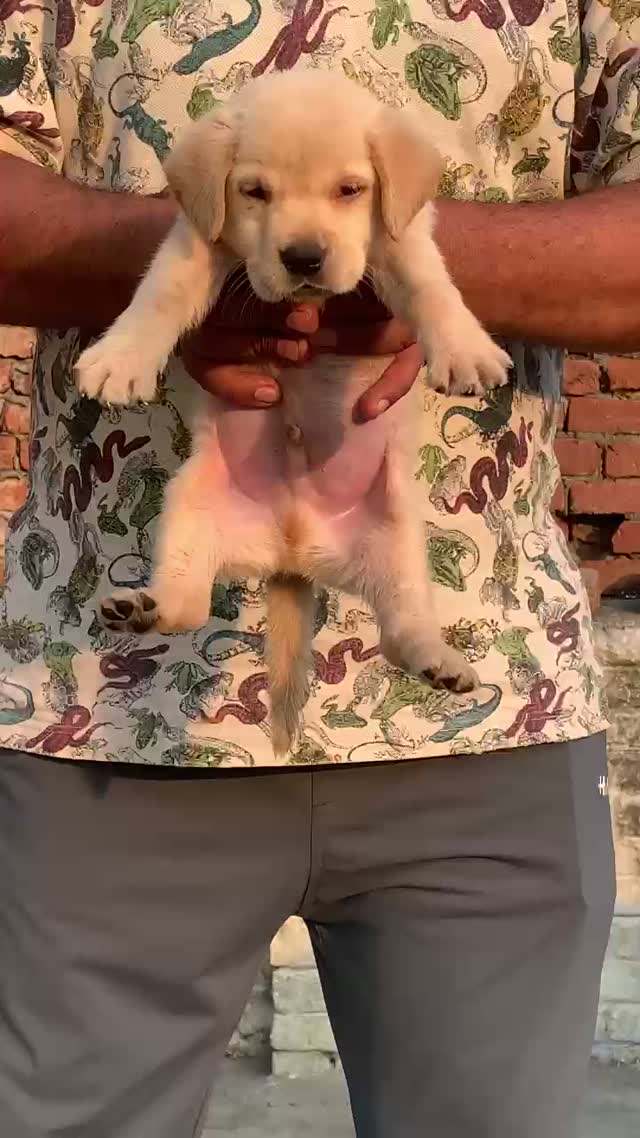 Beagle Black & Tan Puppy, farm video