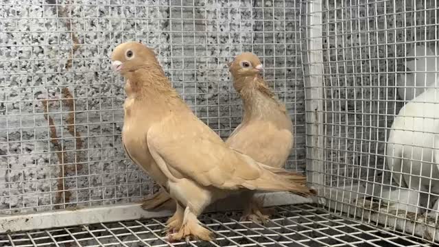 Homer Pigeon, farm video