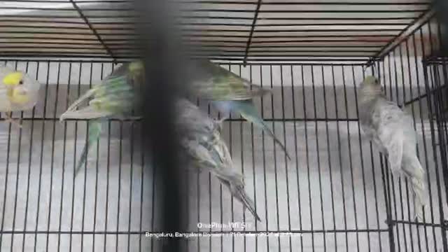 Budgies | Fallow, farm video