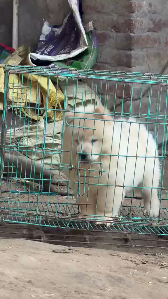 German Shepherd Puppy, farm video