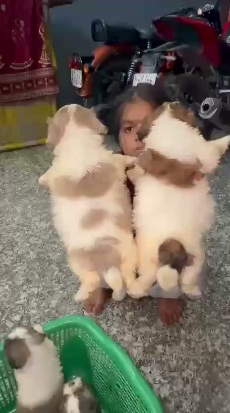 Shih Tzu | Black Color, farm video