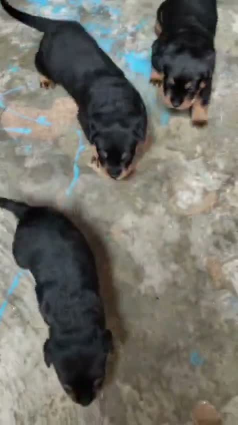 Rottweiler Puppy, farm video