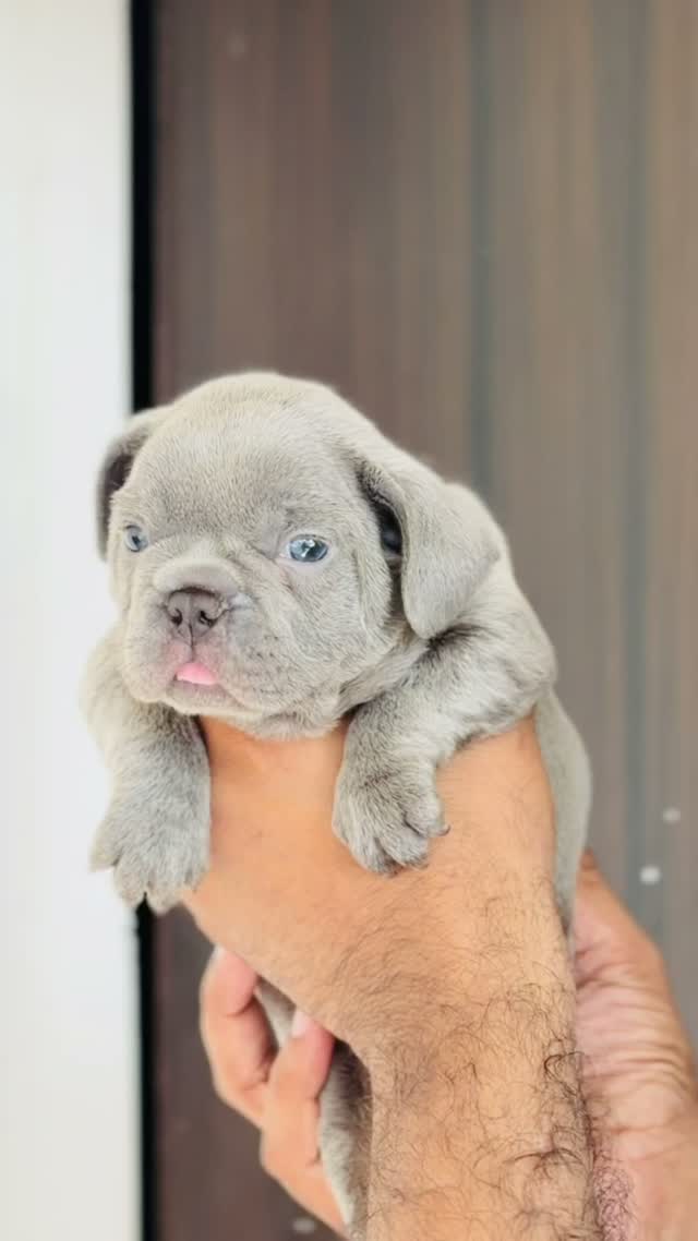 French Bulldog Puppy, farm video
