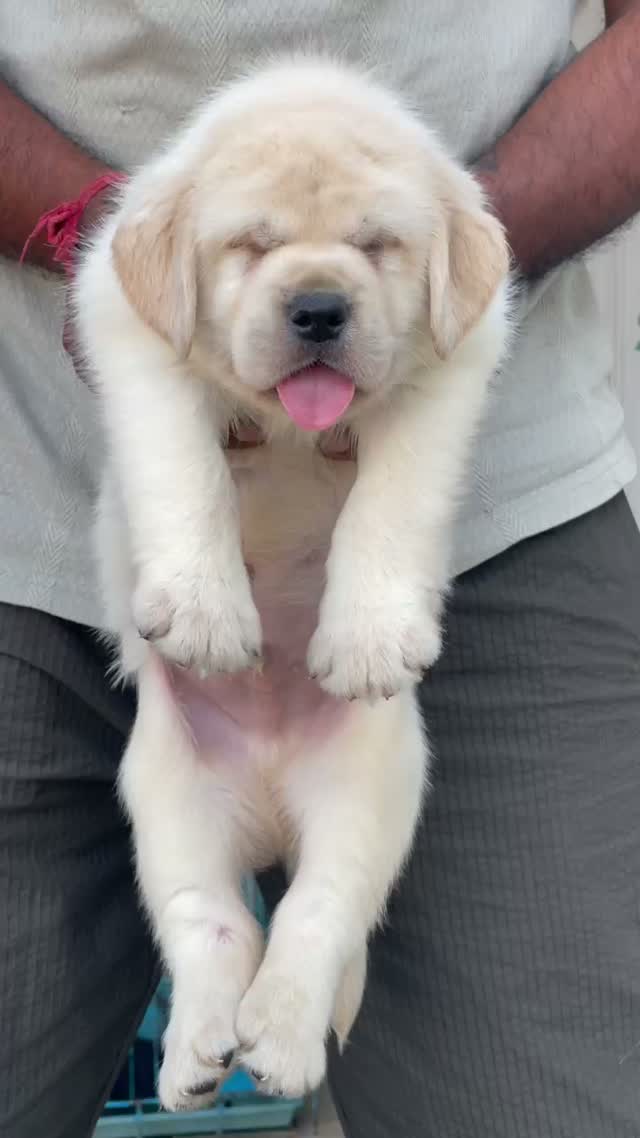 Beagle Black & Tan Puppy, farm video